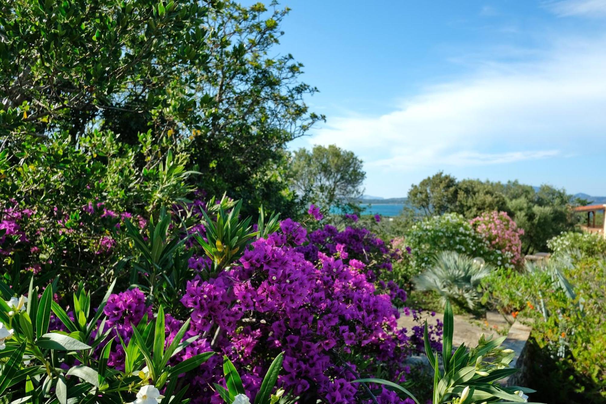 Amoreddu San Teodoro  Luaran gambar